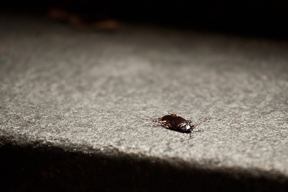 Photography by South Carolina Photojournalist Sean Rayford