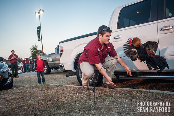 South Carolina Fan Photos