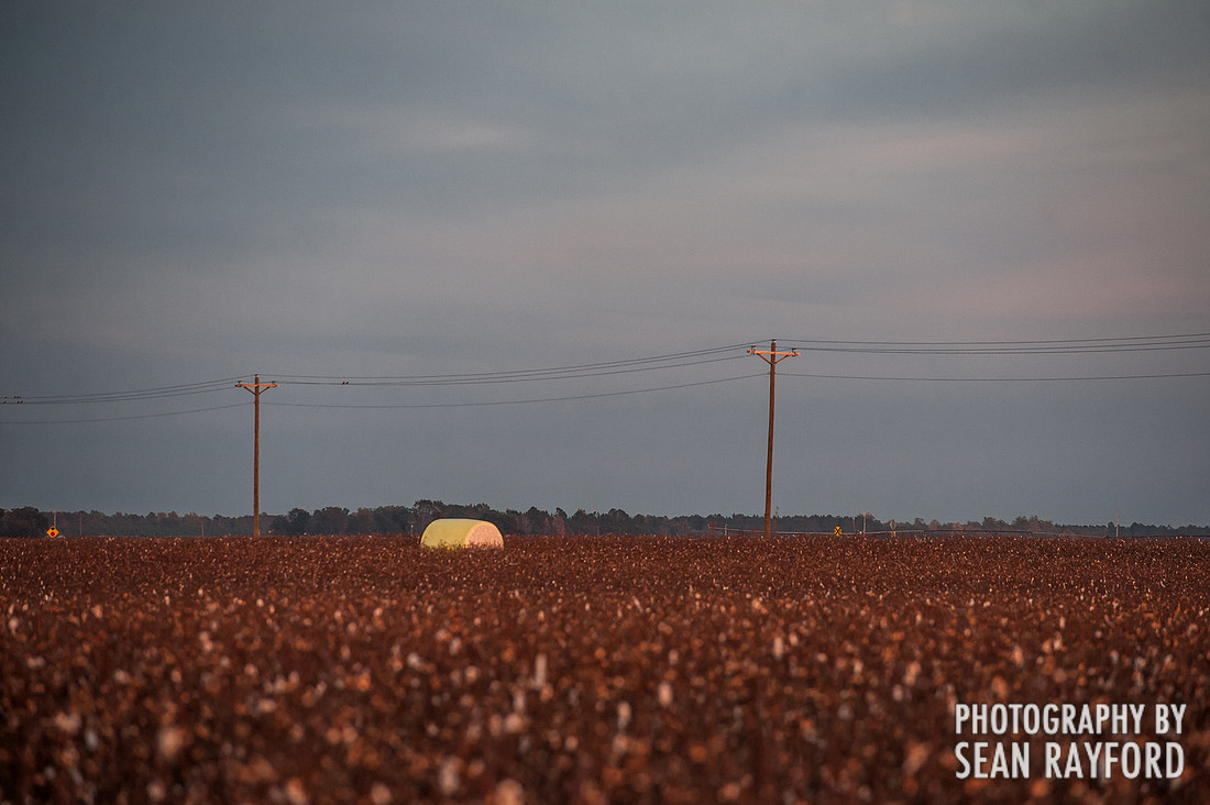 South Carolina Cotton Photos