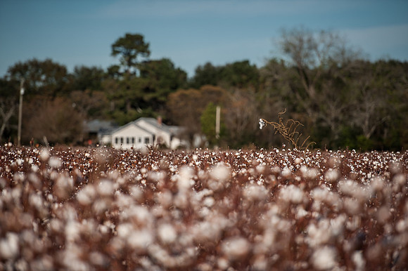 Cotton - South Carolina