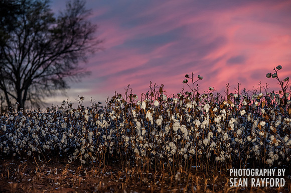 Cotton - South Carolina