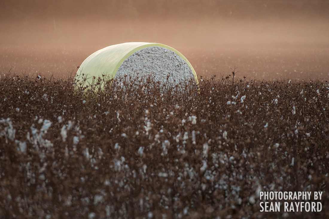 South Carolina Cotton Photos
