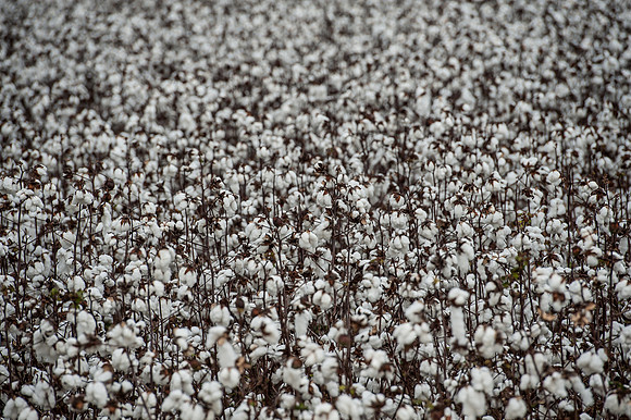 Cotton - South Carolina