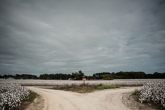Cotton - South Carolina
