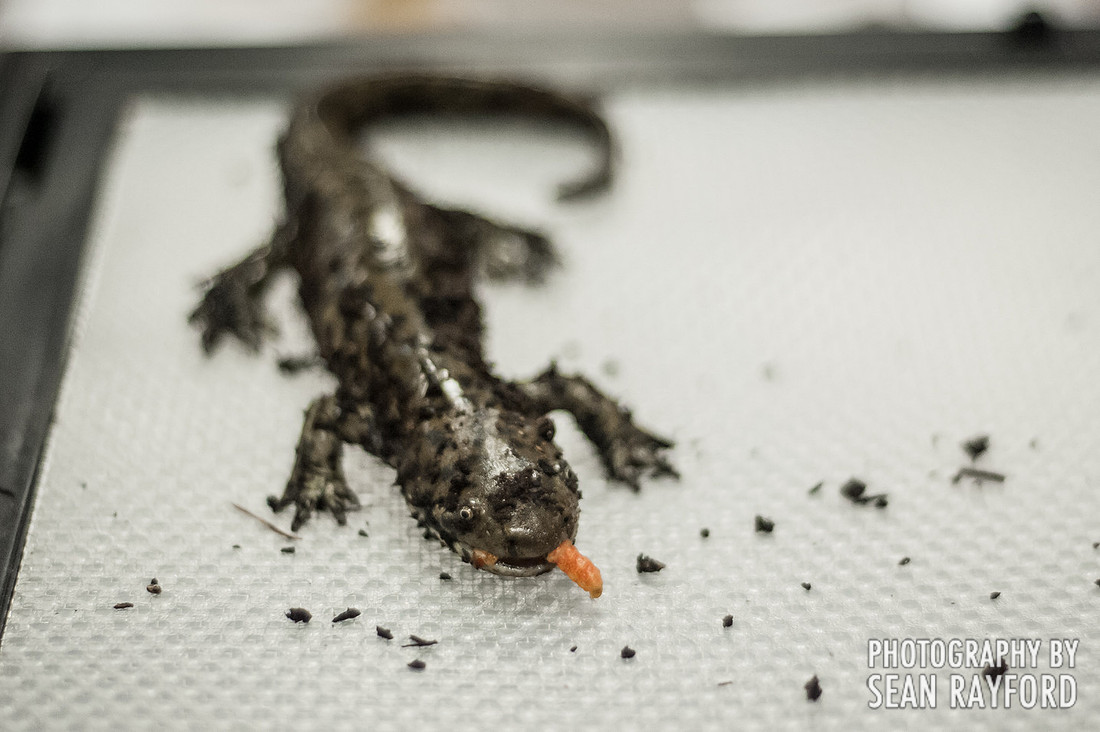 Repticon Columbia SC Photographer