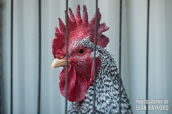 South Carolina State Fair Photos - Birds