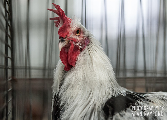 South Carolina State Fair Photos - Birds